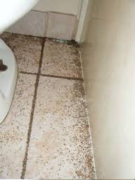 fire ants colony in toilet room