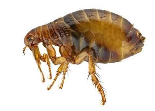 flea body
