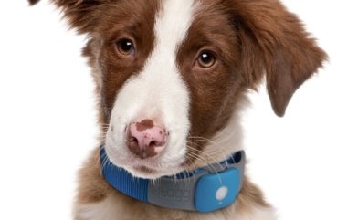 flea collar for dogs