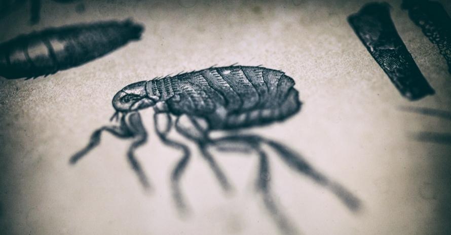 flea drawing