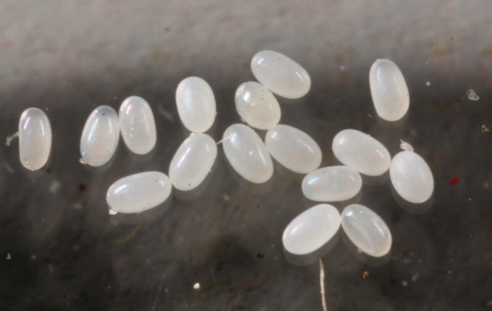 flea eggs under a magnifying glass