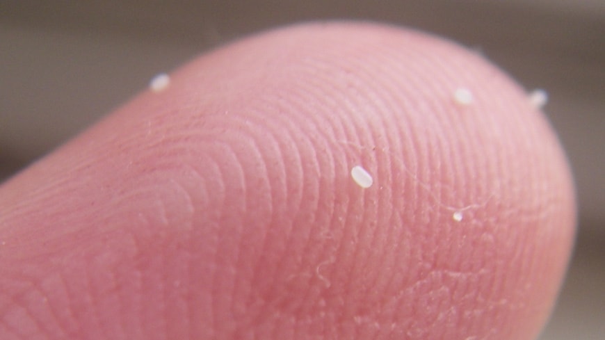 flea eggs on a human finger