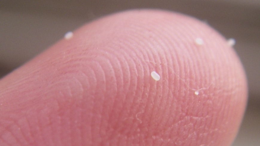 vlooieneieren op een menselijke vinger