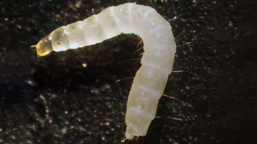 baby flea larvae