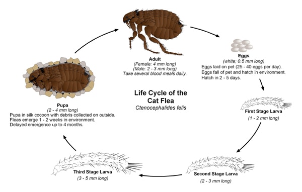 What Do Fleas Look Like? Detailed Guide With Pictures