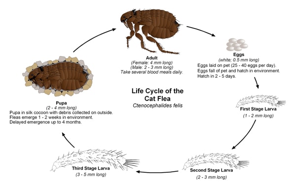 cycle de vie de la puce