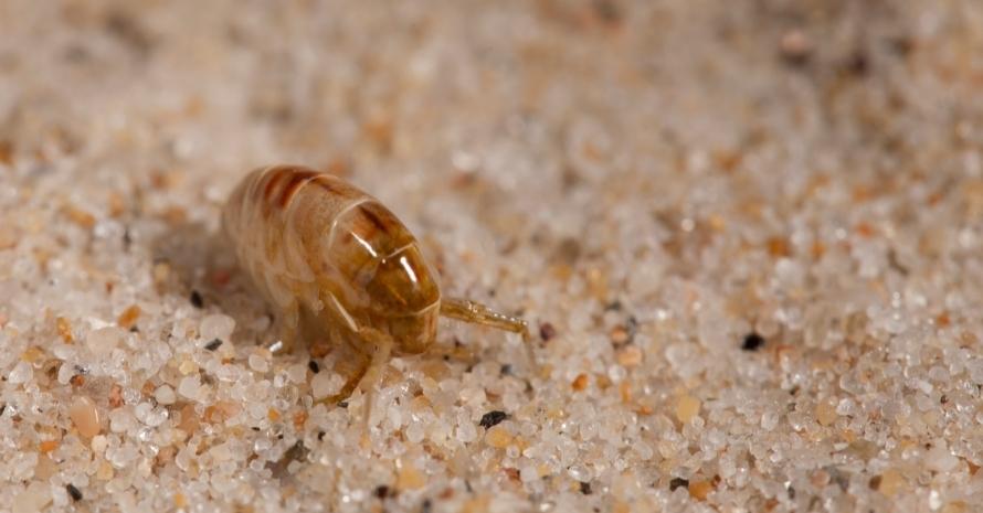 flea on the sand