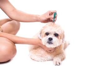flea prevention for a dog