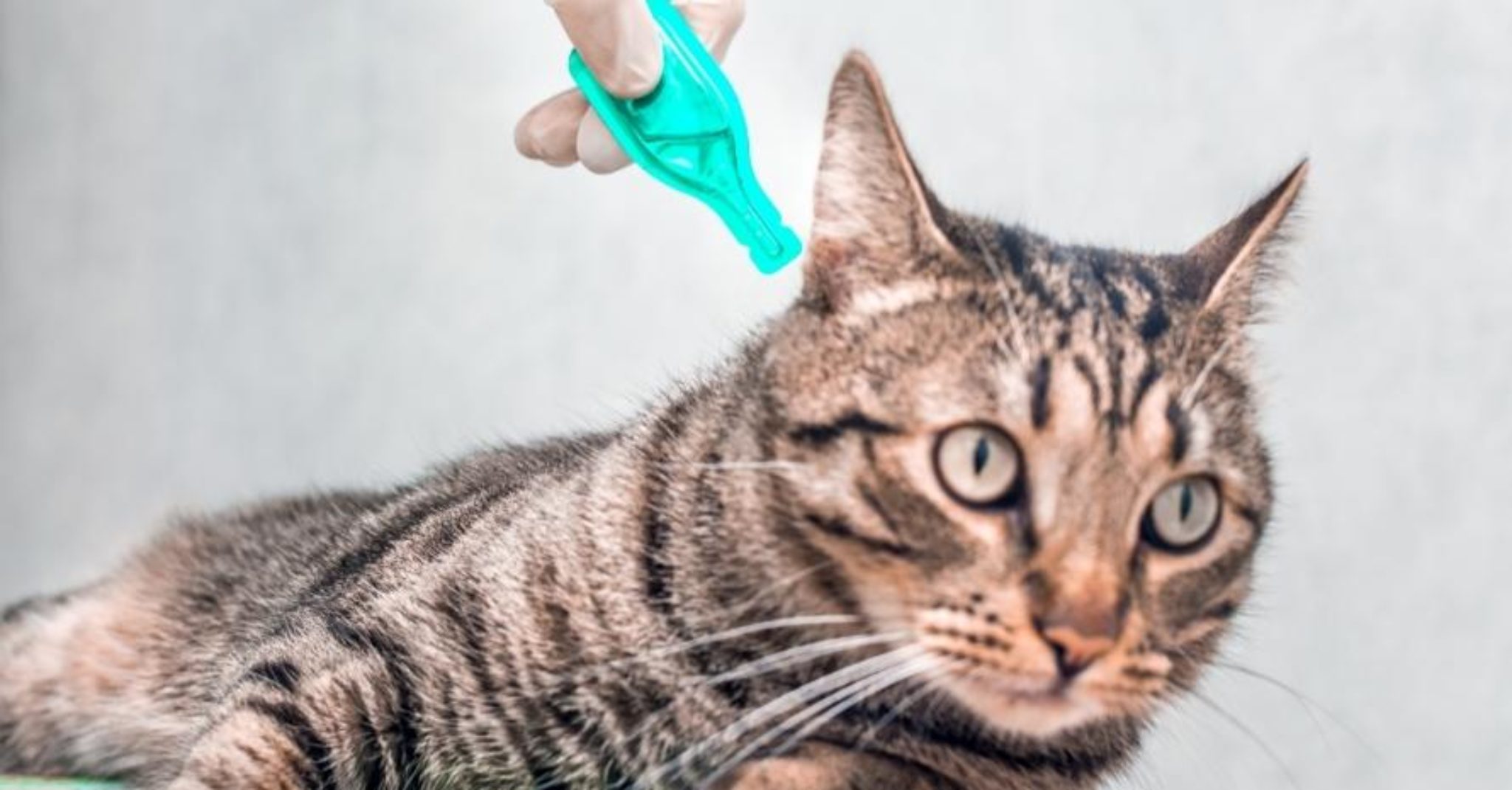 Cat Dandruff Or Flea Eggs How To Determine The Diagnosis