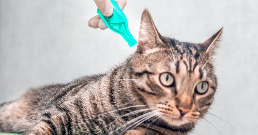 flea prevention for cats