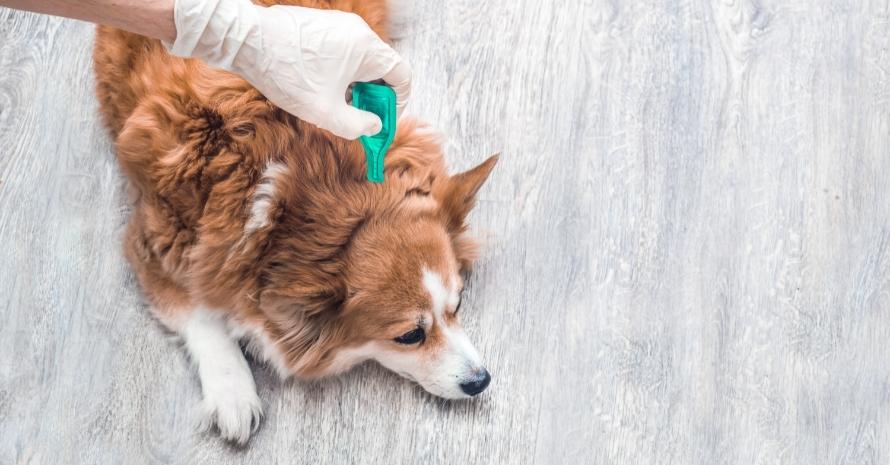 flea treatment for dogs