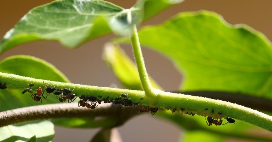 fleas, ants and larvae on a twig