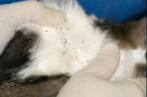 home remedies for fleas on kittens
