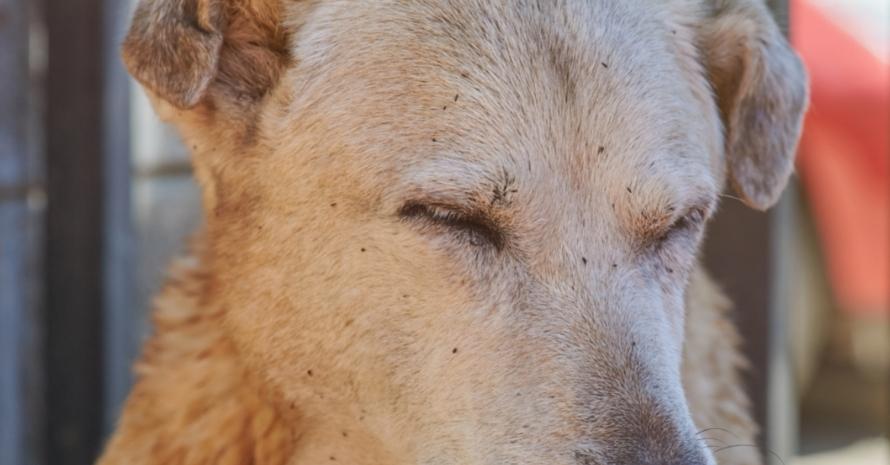 fleas on dog face