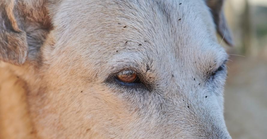 fleas on dog head