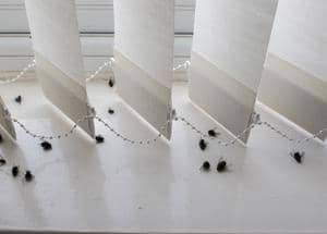 flies on the windowsill