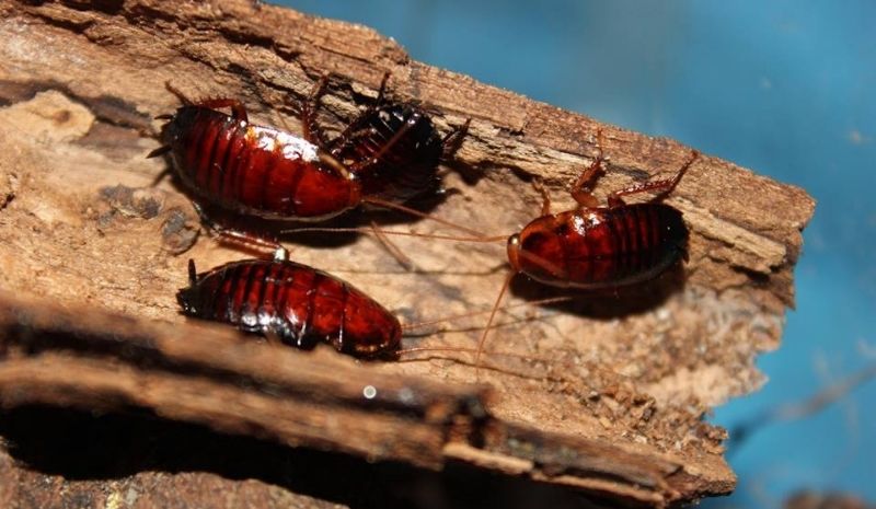 Florida wood cockroach in a tree