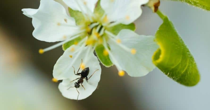 flowers with ant in the garden