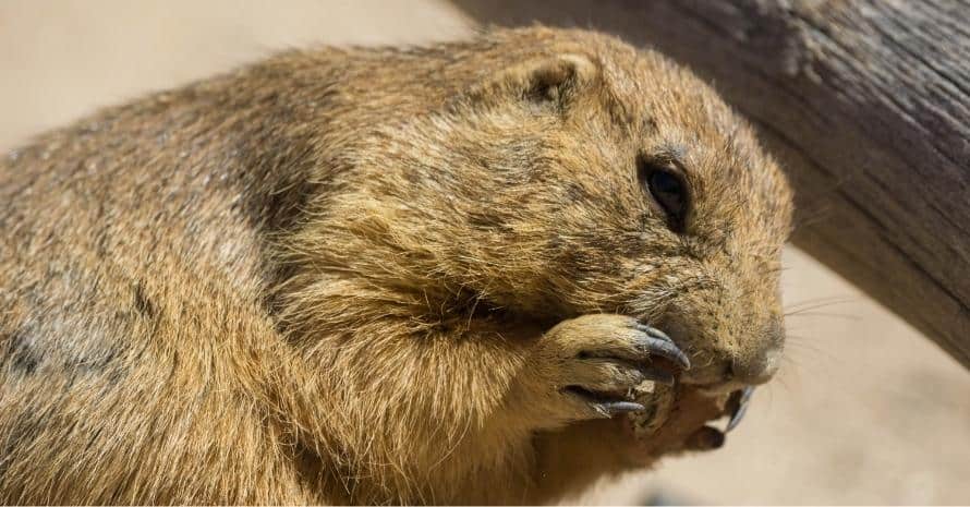 fluffy gopher eats