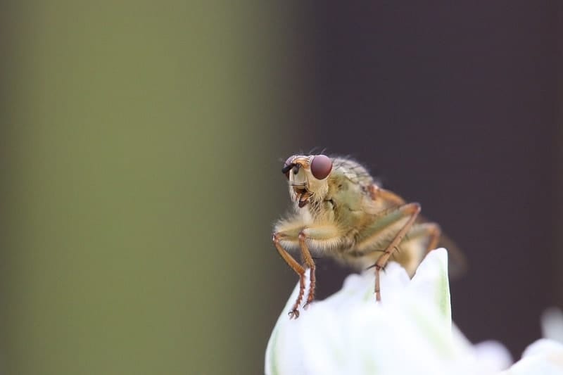 fruit fly in macro