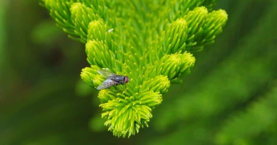 fly on a green flower