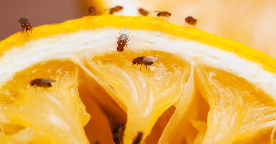 fly on lemon