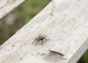 fly on the board