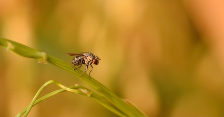 fly on the stem