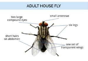 How To Get Rid Of House Flies 2020 Updated Guide,Veiled Chameleons