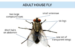 attract house flies