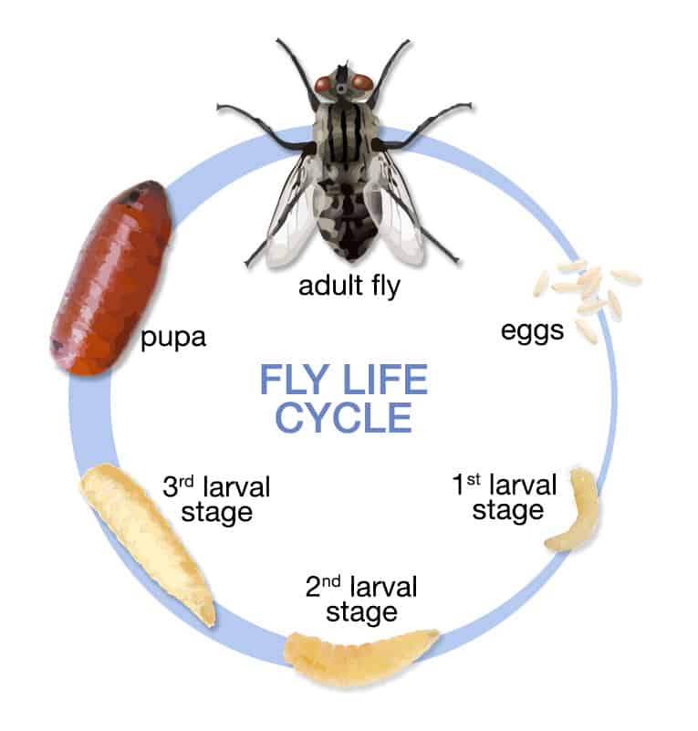 Fruit Fly Larvae Stages