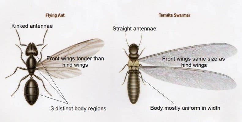 flying-ant-or-termite-difference
