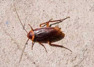 A forest cockroach crawls