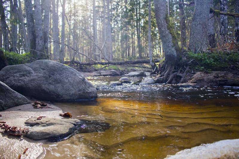 small forest river in spring