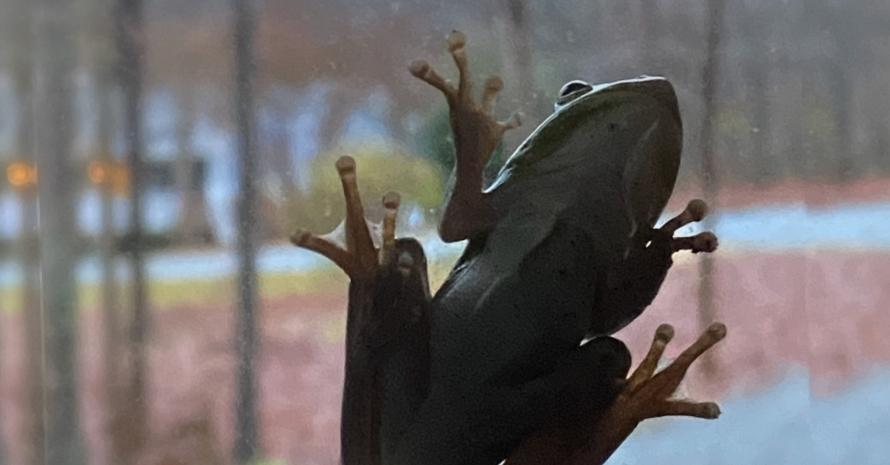frog on the window