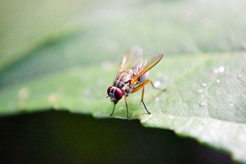 friut fly on the leaf