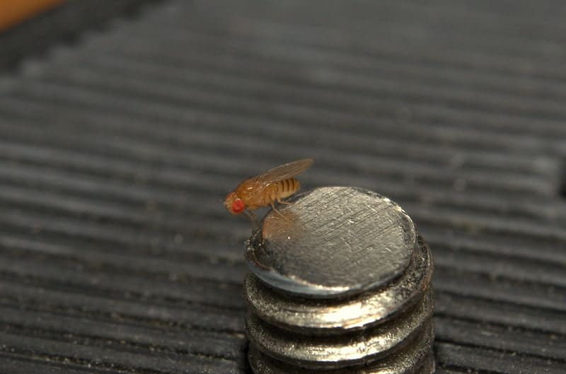 yellow fruit fly sitting on bolt