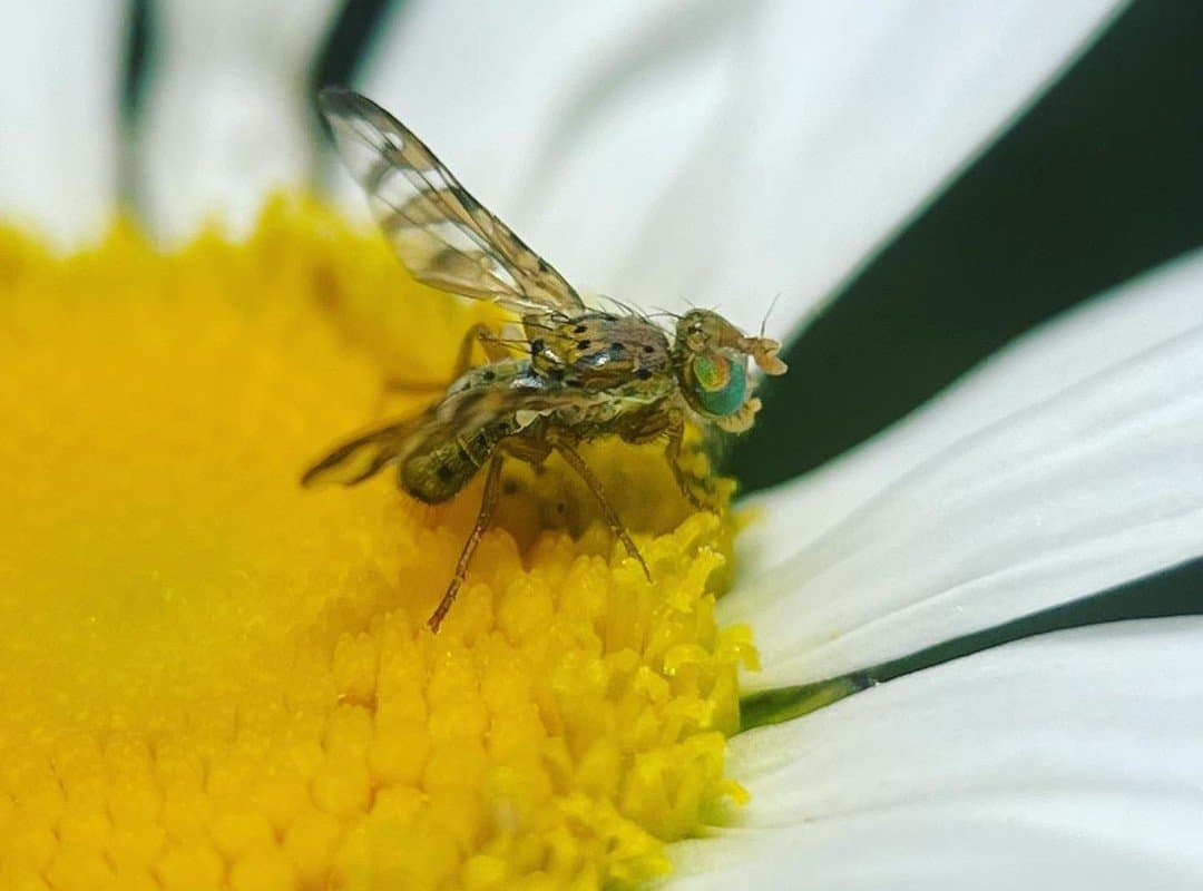 Fruit fly on flowers