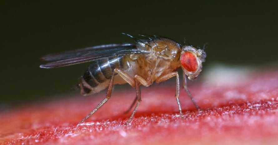 fruit fly