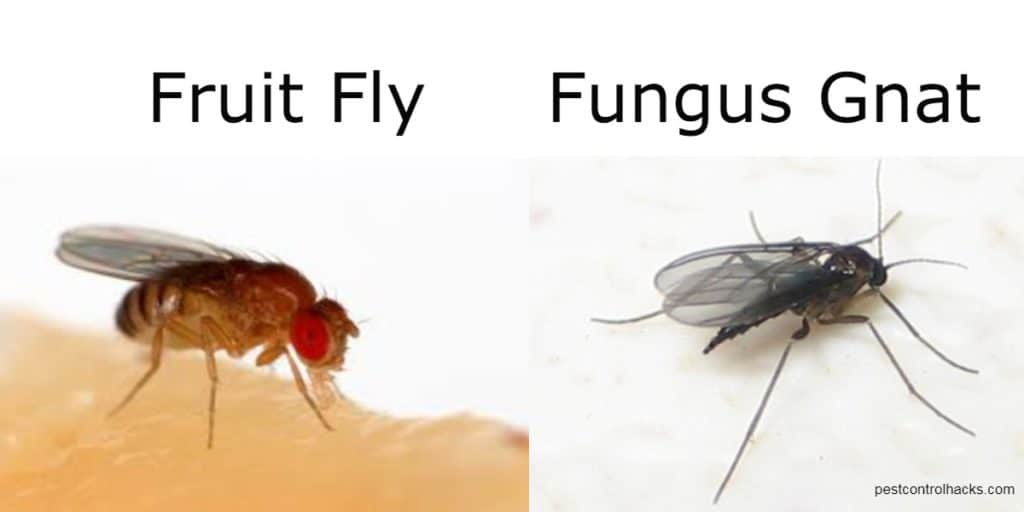 Fruit fly or fungus gnat difference