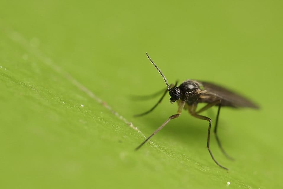 fungus gnat on a leaf