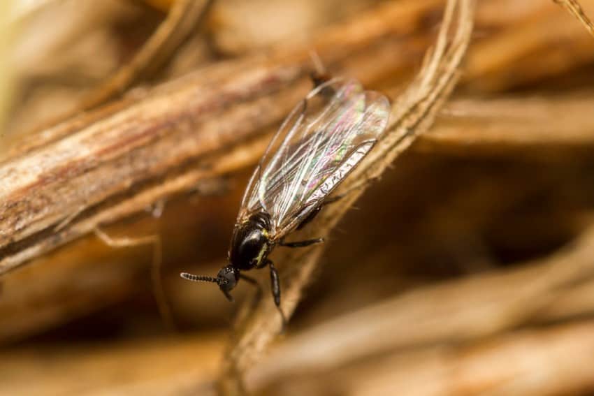 fungus gnat on a plant root