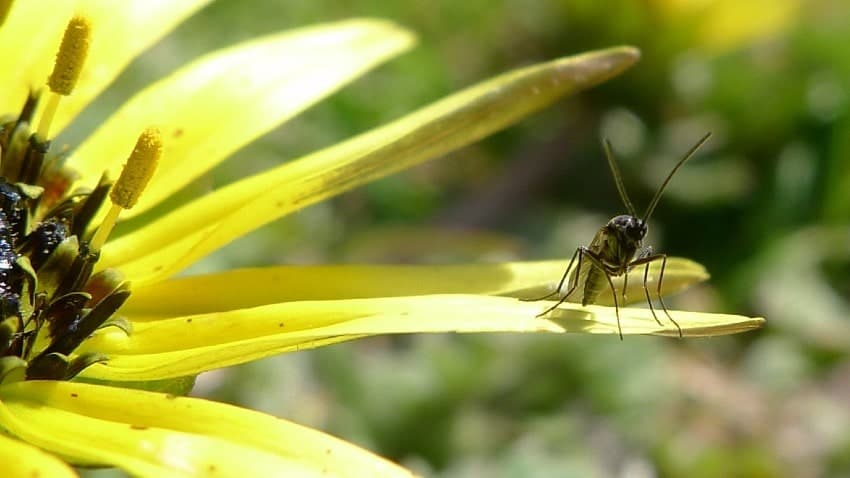 fungus gnat sitting on a flower