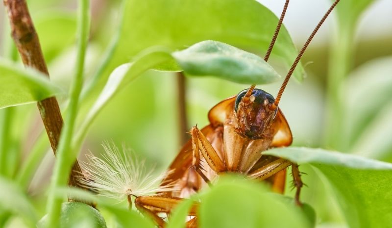 garden cockroach in the bush