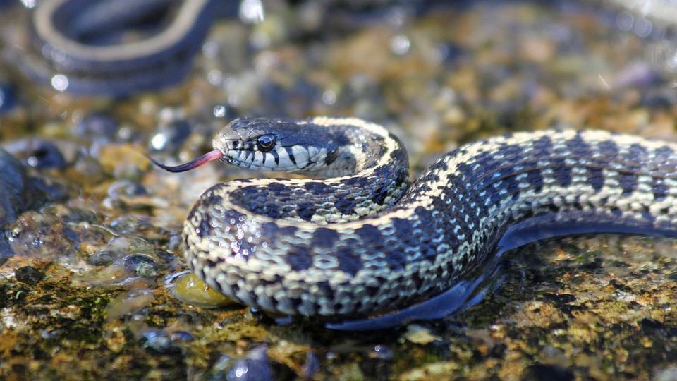 garter-snake-macro