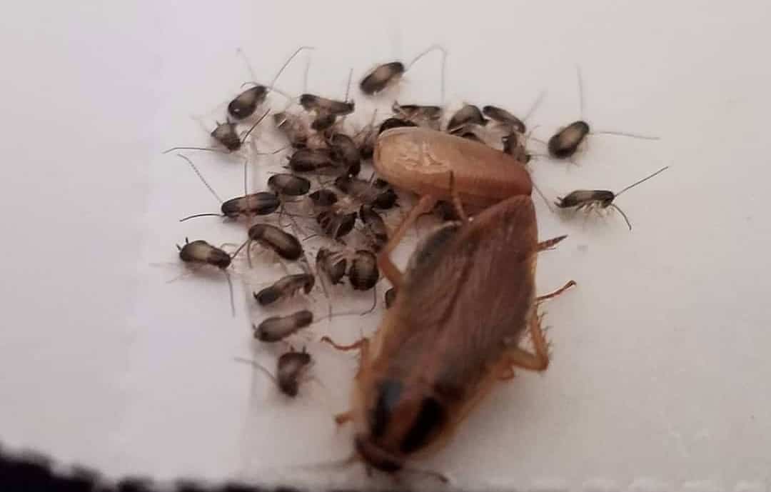 baby german roaches