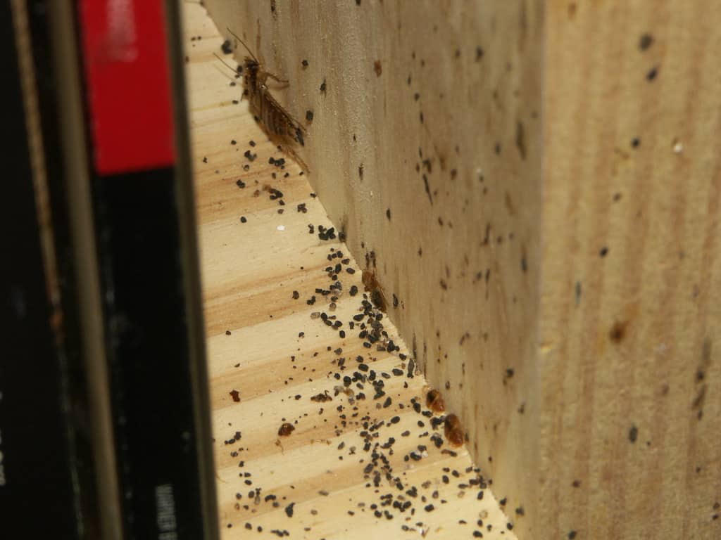 Cockroach Poop How to Identify and Clean Roach Droppings