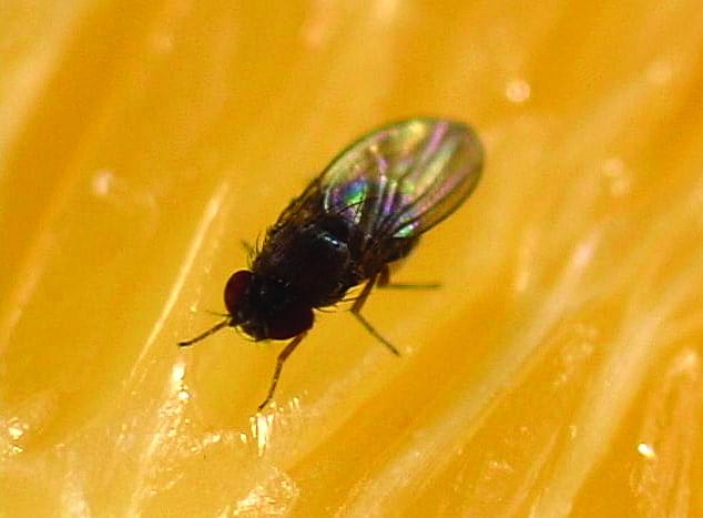 Control Methods That Keep Fruit Flies Away from Your Home