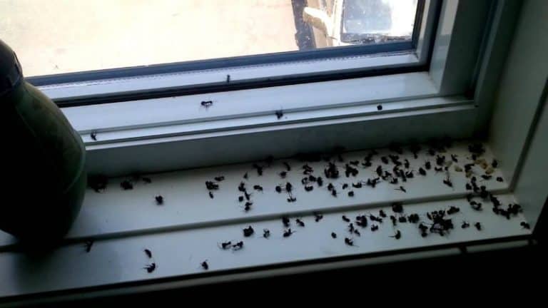 How to Get Rid of Carpenter Ants: Control & Prevention Guide