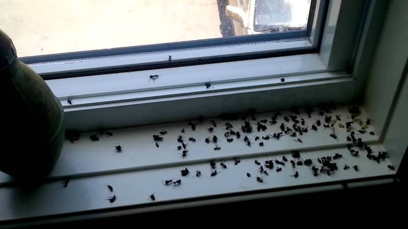 Final Thoughts of Getting Rid of Carpenter Ants